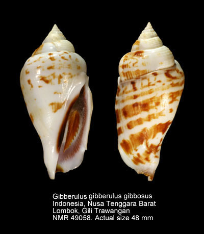 Gibberulus gibberulus gibbosus (6).jpg - Gibberulus gibberulus gibbosus (Röding,1798)